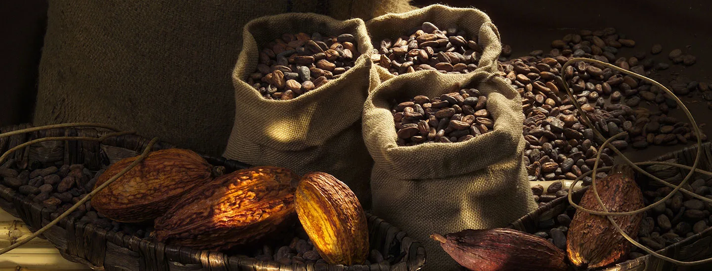 Meilers fezes de cacao pour le chocolat lindt Meilers Fezes de cacao pour le chocolat