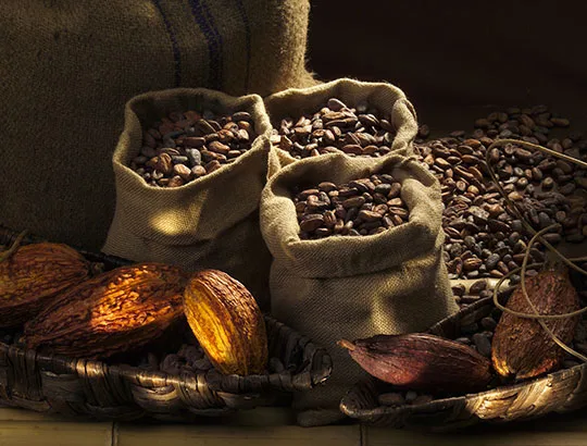 Meilers fezes de cacao pour le chocolat lindt Meilers fezes de cacao pour le chocolat lindt